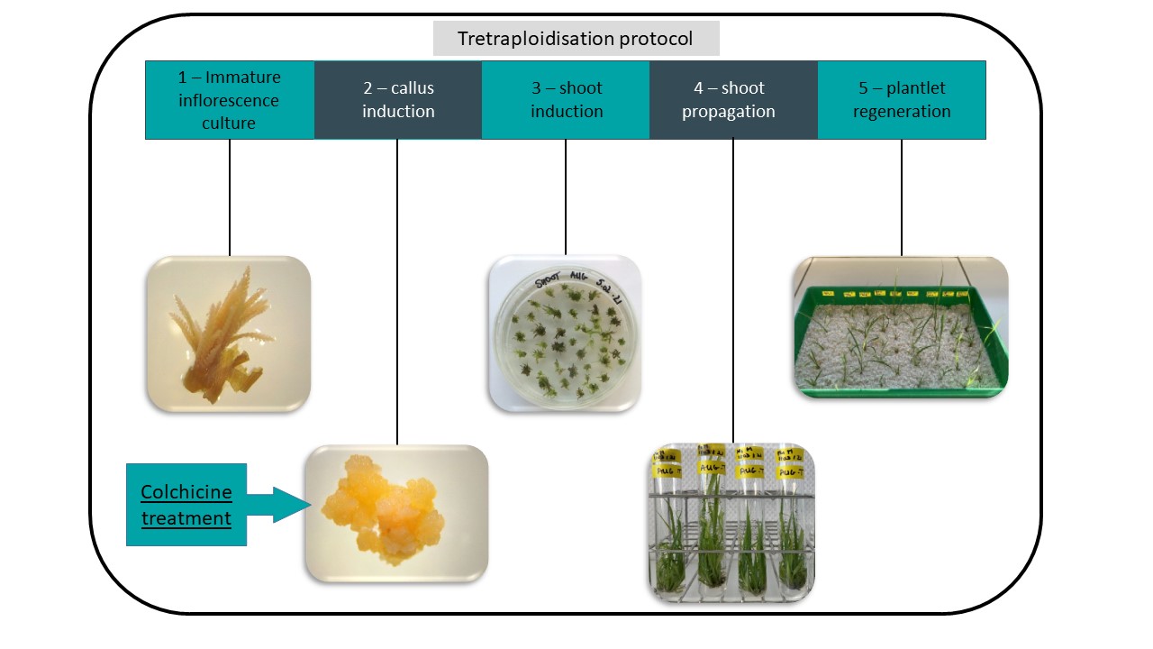 Tetraploidisation protocol illustration