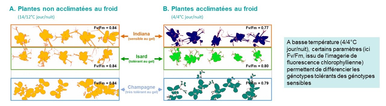 Figure projet PEAMAGE