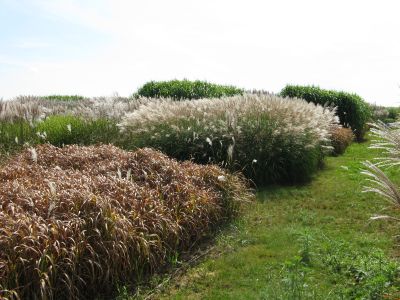 Expérimentation de miscanthus.jpg