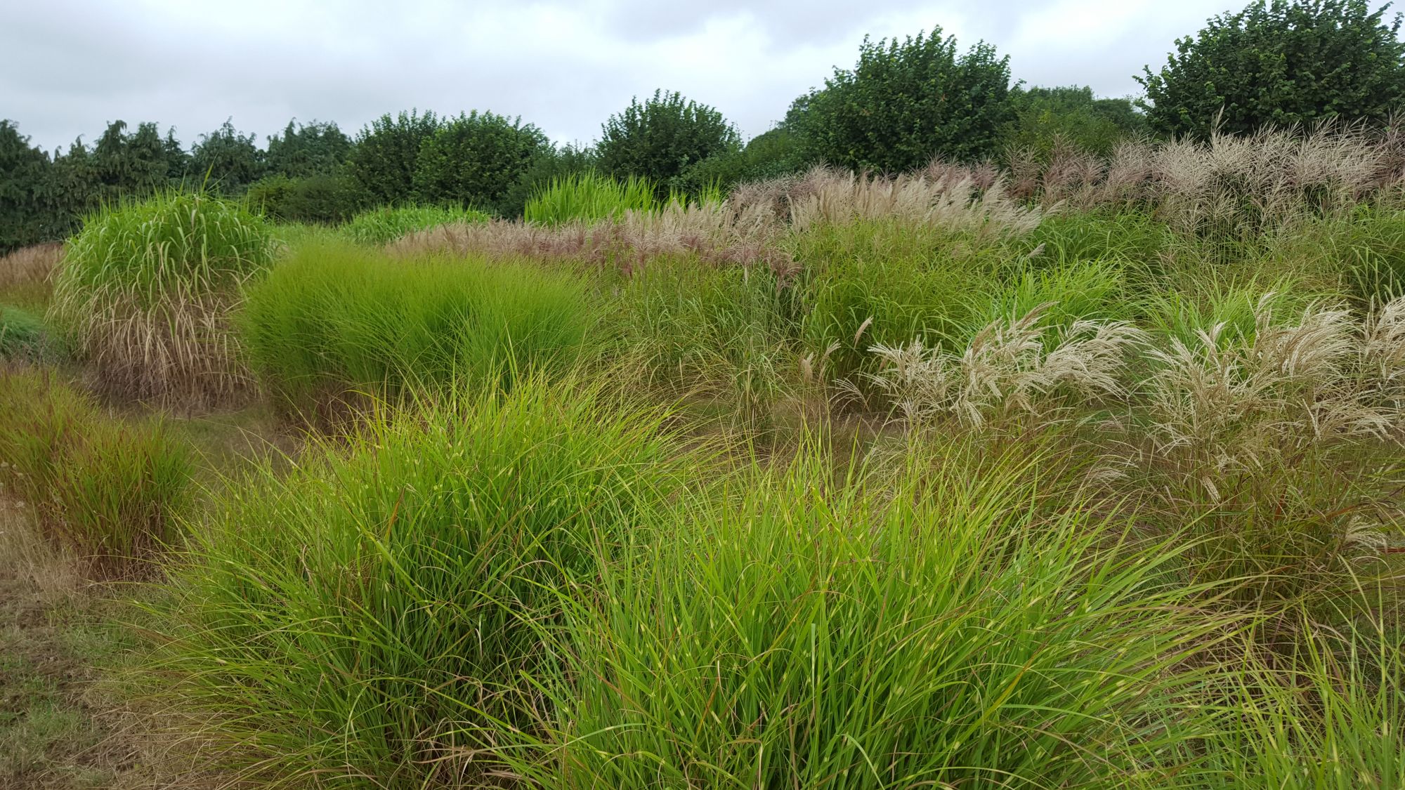Collection miscanthus 1 09 2016.jpg