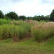 Génotypes de Miscanthus INRAE estrées-Mons.jpg