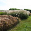 Expérimentation de miscanthus.jpg