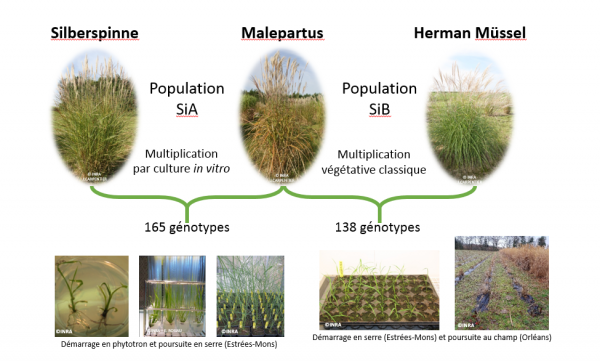 Schéma décrivant le développement des populations SiA et SiB