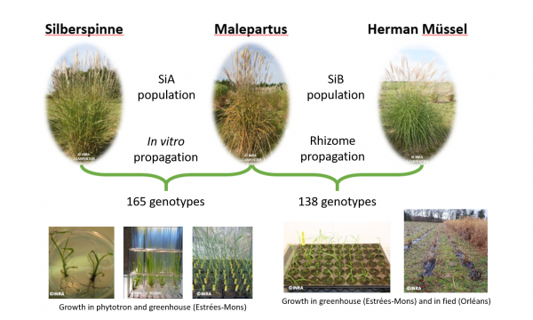 Development of SiA and SiB populations